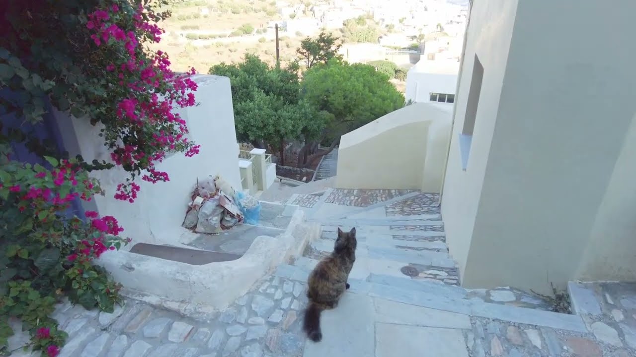 2023 09 17 Greece Syros Quick walk #2 in Ano Syros and more cats