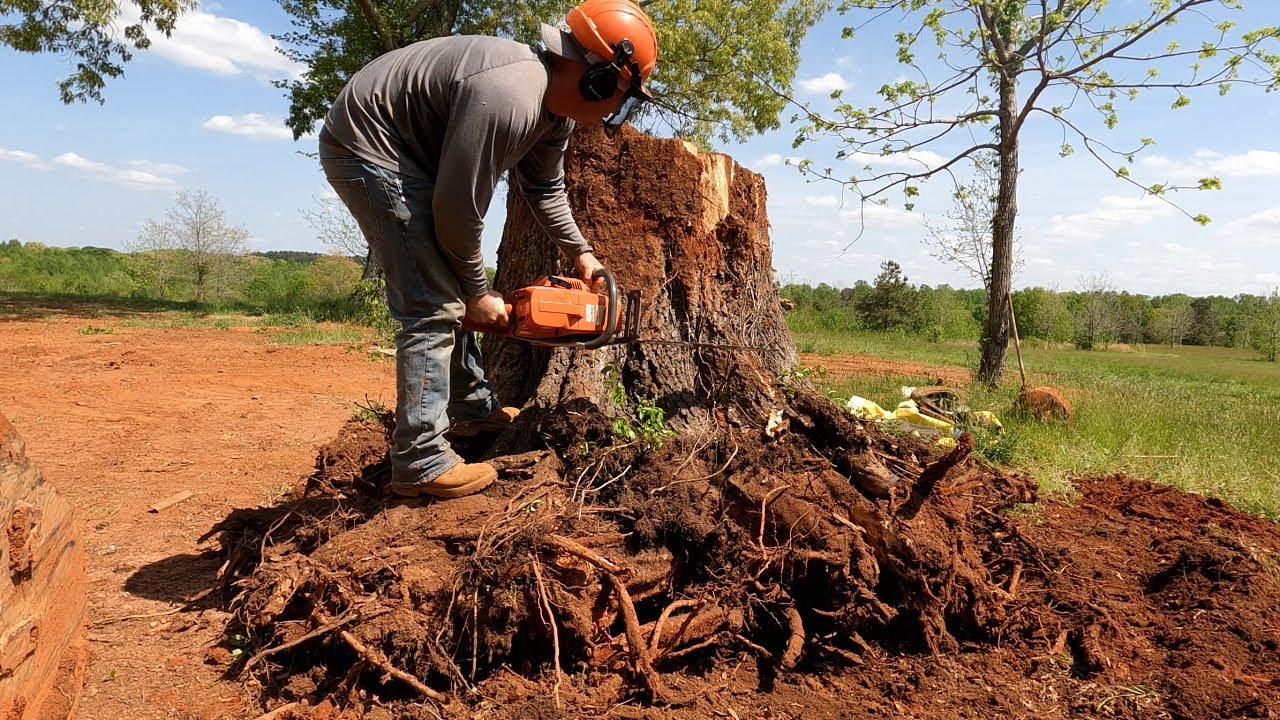 Cutting Trees and Forestry Mulching Stumps