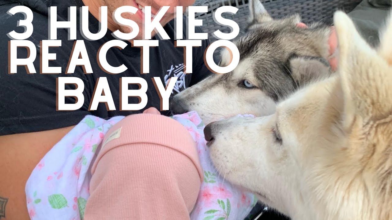 Reactions : dogs and grandparents meeting baby Wolfie