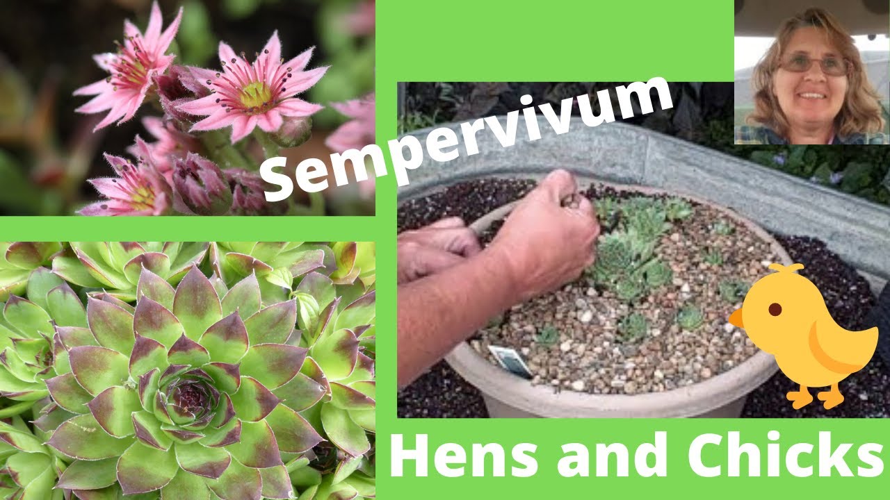 Простой способ размножения кур и цыплят сорта Sempervivum — отлично подходит для новичков