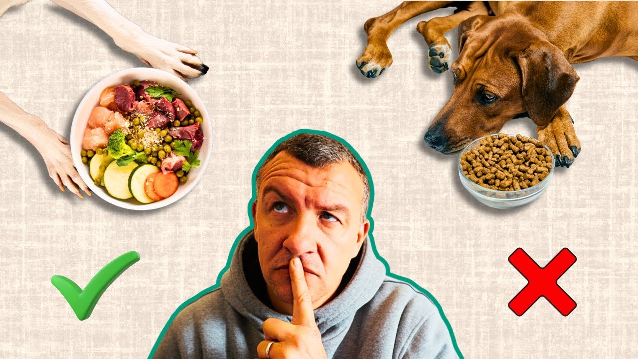 ¿Cuál es el mejor alimento para tu perro? Todo lo que debes saber