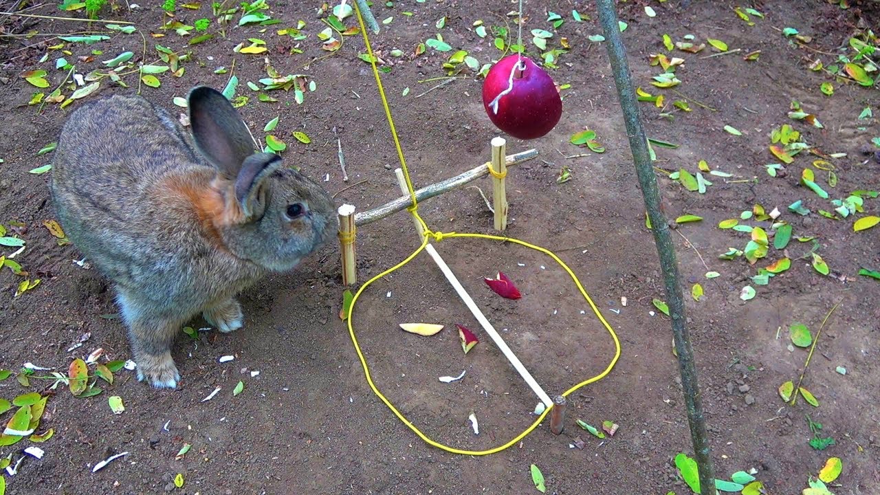 How To Make a Rabbit Snare Trap, Lifting Loop Catches 100%, Do it and catch it!