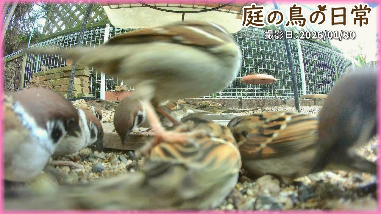 【庭の鳥の日常】(26,01,30) 動画の16分50秒くらいで、しっぽなしちゃん発見