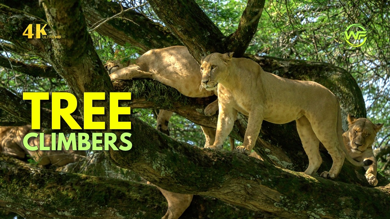 Tree Climbing Lions of Lake Nakuru | African Wildlife 4K