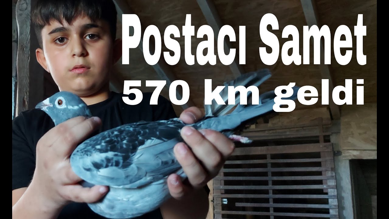 Postacı Samet. 570 km Geldi. Sametin Sürme Gözlü Yarış Posta Güvercini. #racingpigeon #carrierpigeon