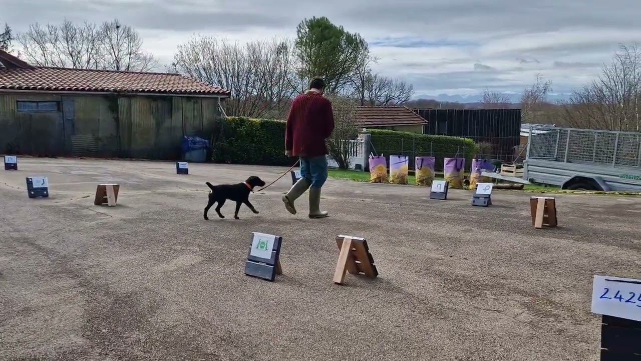 Taz level 1