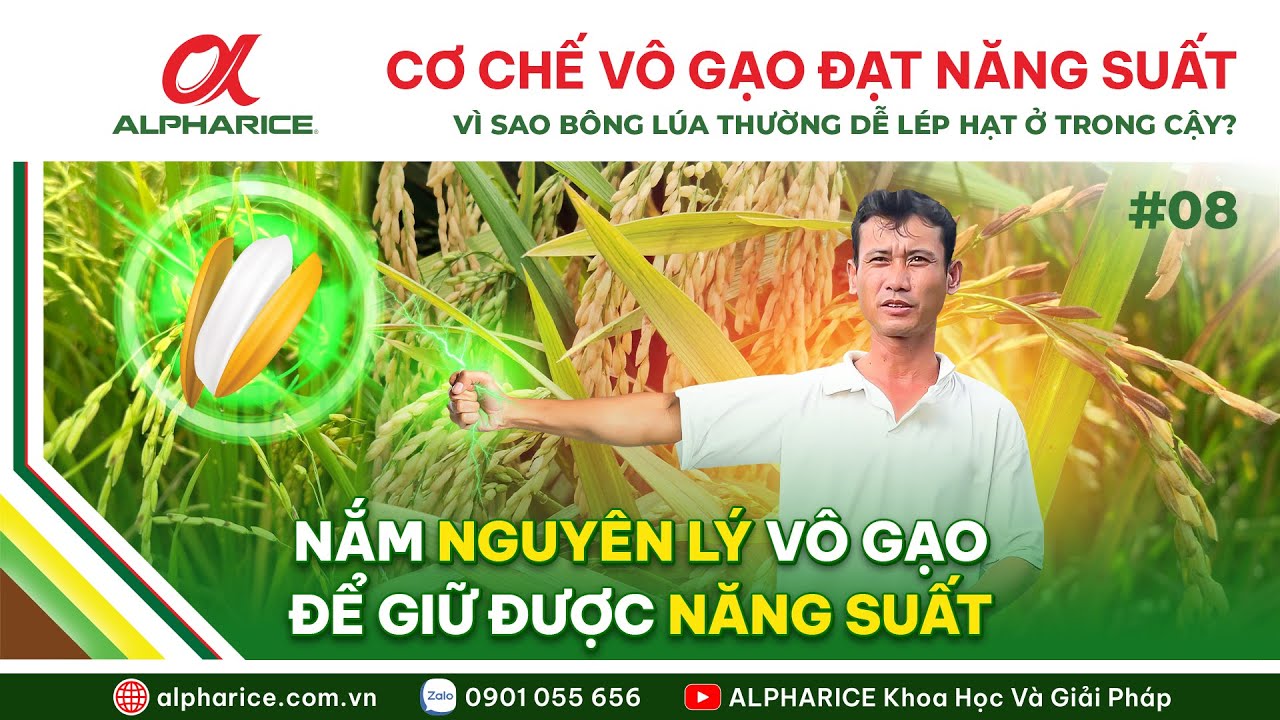 NGUYÊN LÝ VÔ GẠO CỦA BÔNG LÚA. VÌ SAO BÔNG LÚA THƯỜNG DỄ LÉP HẠT Ở TRONG CẬY? | ALPHARICE