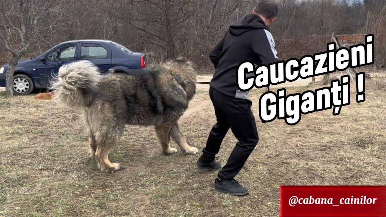 💯👉 Cei mai mari Ciobanesti Caucazieni din România  ‼️ ( prima parte )
