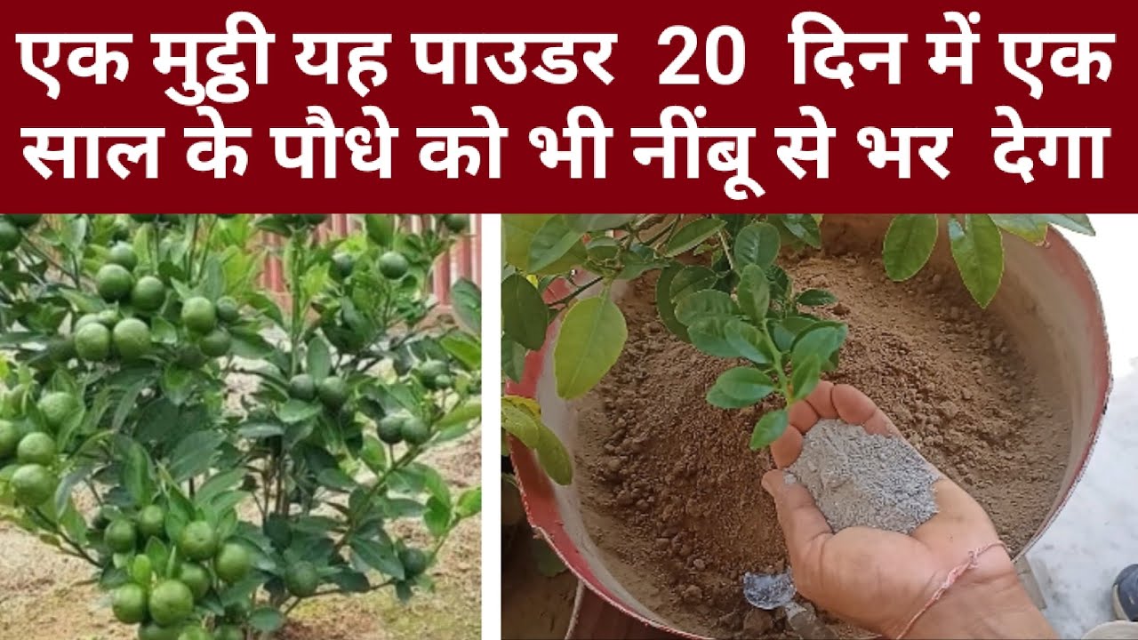एक मुट्ठी यह पाउडर 20 दिन में 1 साल के पौधे को भी नींबू से भर देगा। Top fertilizer for lemon tree.