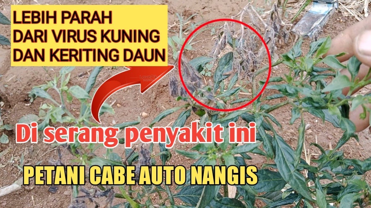 Cara mengatasi busuk batang pada cabe#busukdaun#busukpucukcabe