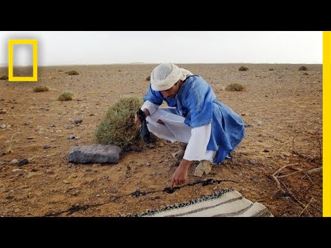 How to Solve the Scorpion Issue | Primal Survivor