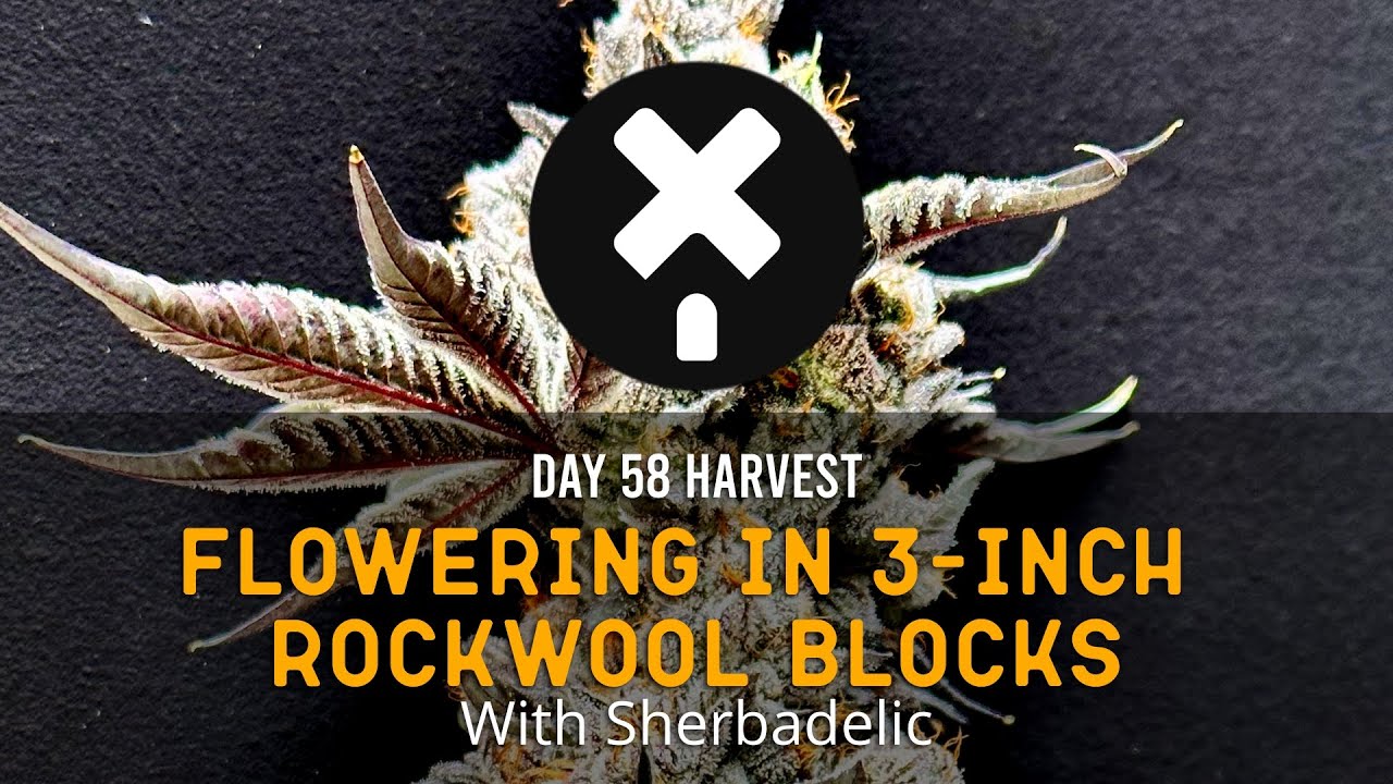 Flowering Sherbadelic In Only 3-Inch Rockwool Blocks!