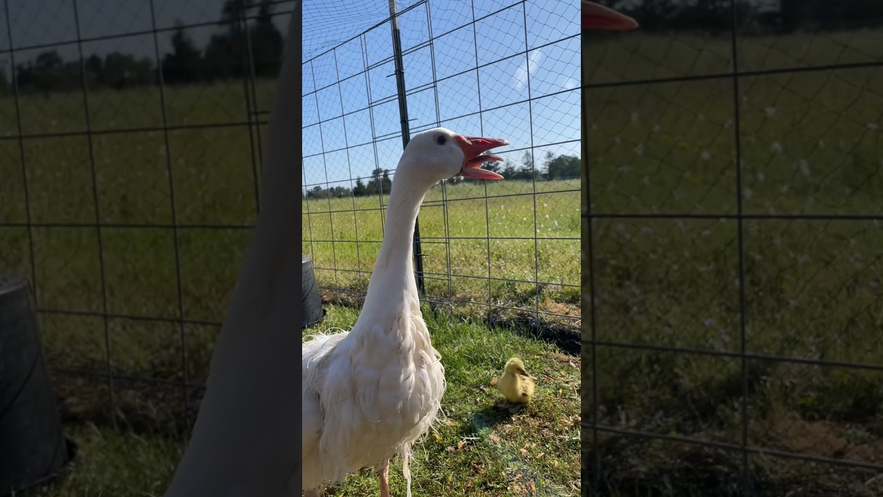 Harriet the Goose protecting her goslings #gosling #goslings #geese #goose