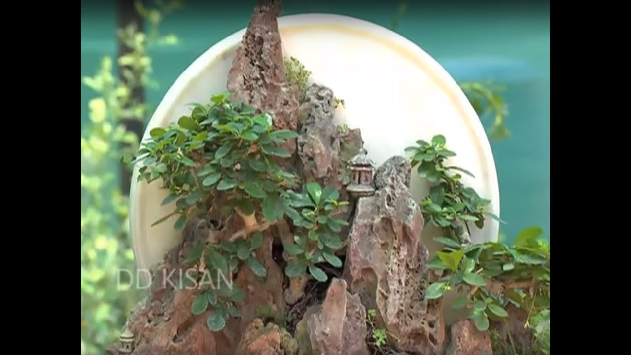 Chatt Par Baghwani - Make your own Penjing - Part 3