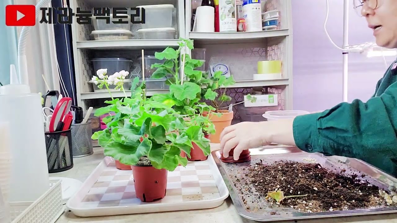 제라늄 피트모스 흙 뿌리털기