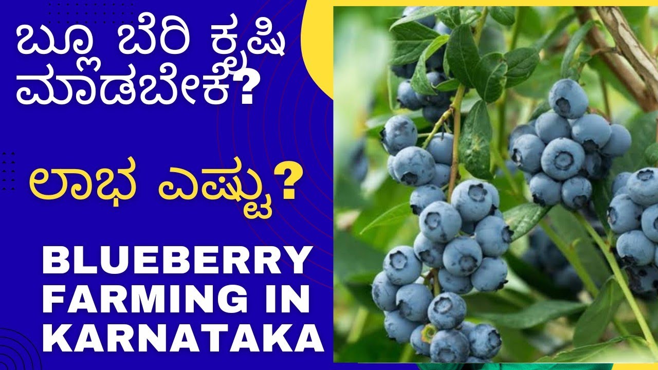 “Blueberry in Soil 🫐 | ಕನ್ನಡದ ಮಣ್ಣಿನಲ್ಲಿ ಬ್ಲೂಬೆರಿ ಬೆಳೆಯುತ್ತಿದೆ  | Kanakapura Blueberry Orchard ❤️| ”
