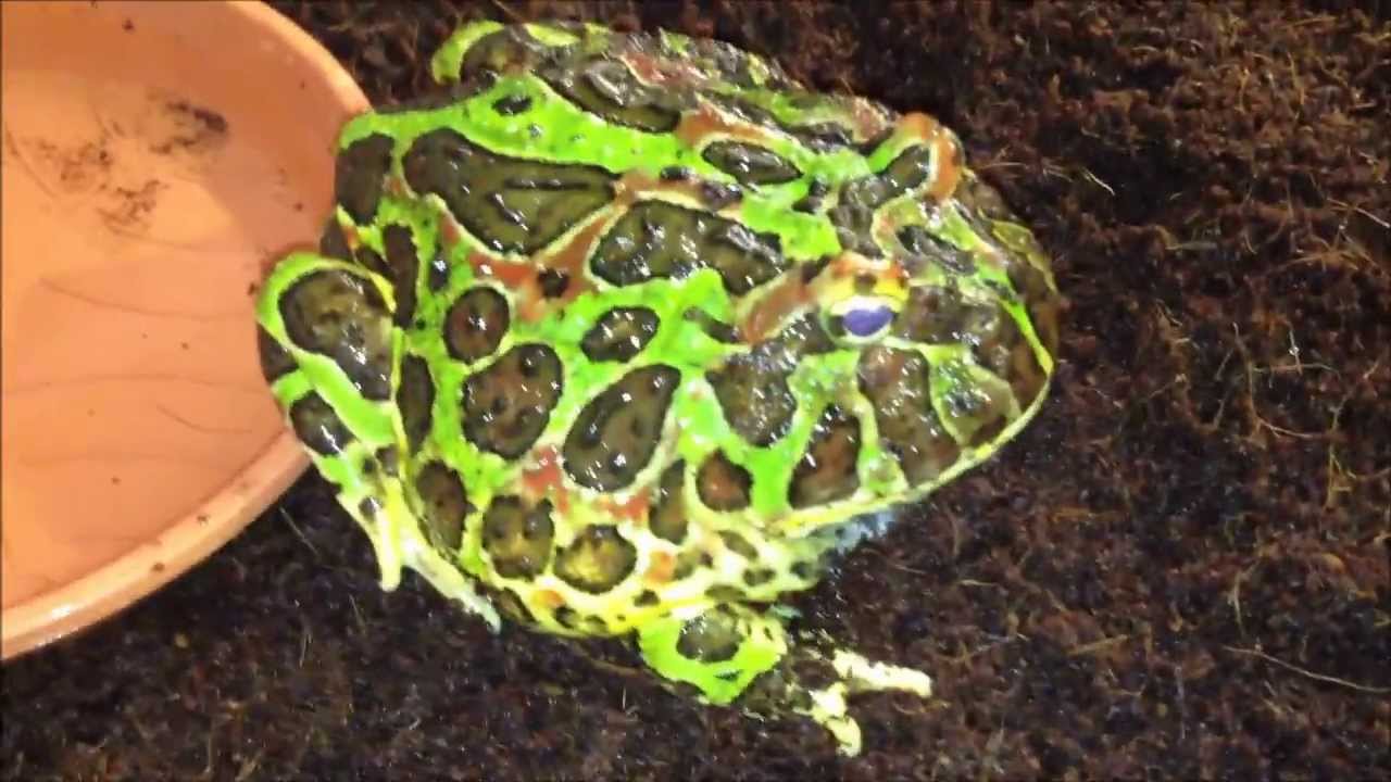 Adult male Ornate Horned Frog - Ceratophrys ornata (Normal Green-Phase) in freshly cleaned setup ;)