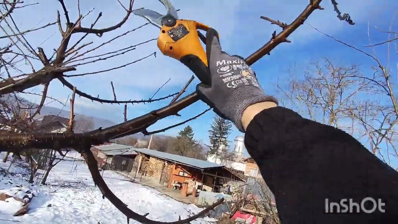 O livada destul de dificila de lucrat ,revin în ea după tăieri de reformare coroana 🪚✂️🍎🫐🍏🍐🫣