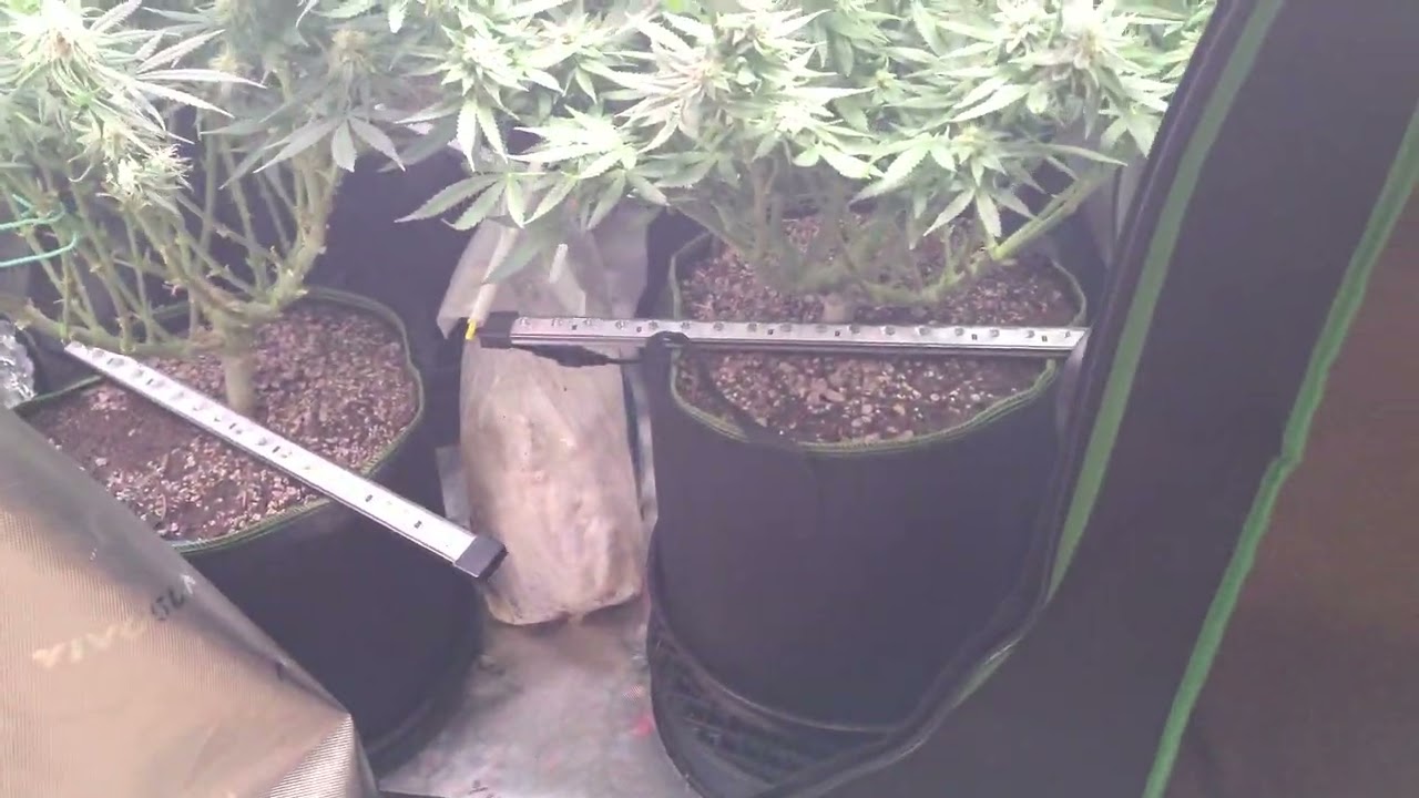 Lemon Tree , Purple Lemonade, & Watermelon Zittles Strain In 4th Week Of Flower