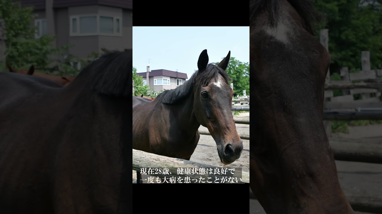 「風のたより」関屋記念勝ち馬 マグナーテン