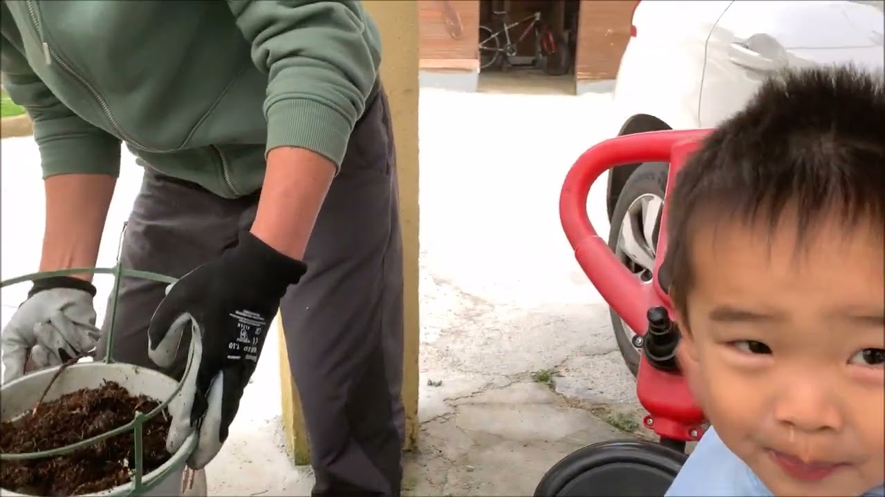 TRỒNG HOA CẨM TÚ CẦU - GIA ĐÌNH VIỆT Ở PHÁP