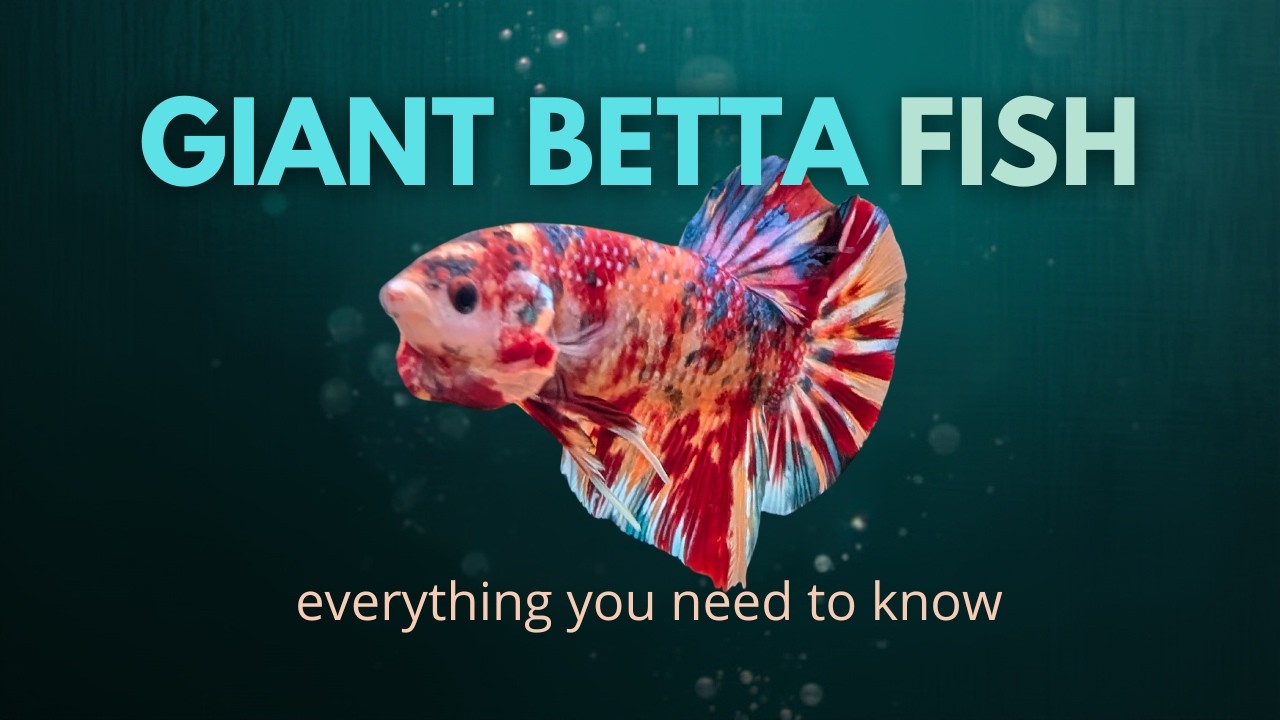 We Got a GIANT Betta Fish (Plus Rhombo Barbs & Blue Gill Gobies!) | Pond Life Aquatics Stock Tour