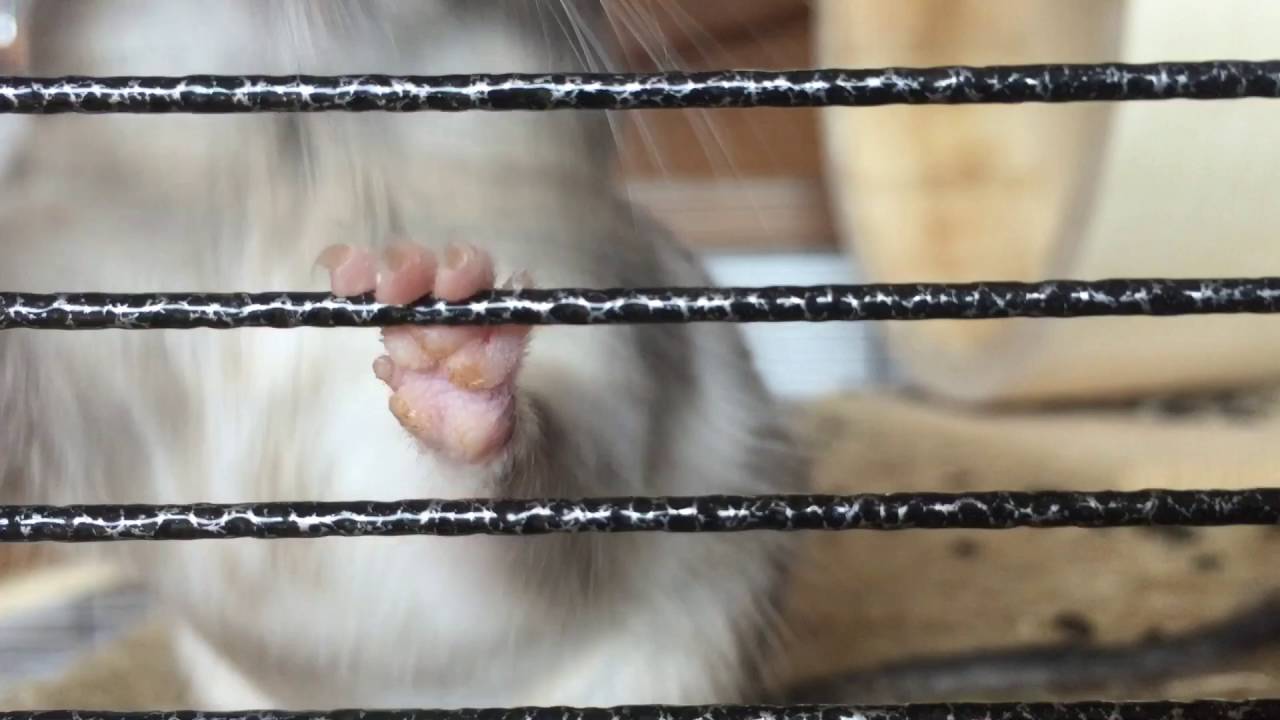 Degu Sounds
