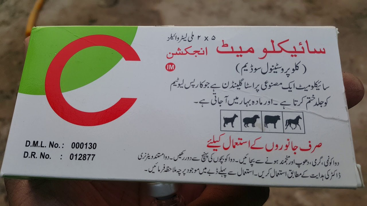 Bakrio ko Heat mein Lany ka  tareqa | injection | lal masoor ki daal nd etc .