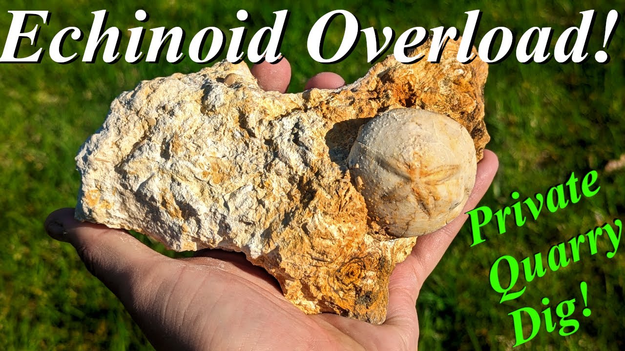 Absolute Echinoid Overload! Hunting a Private Quarry for Fantastic Fossils, Agatized Shells, & More!
