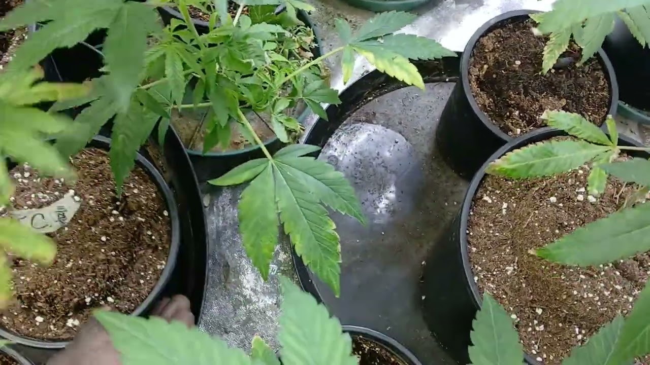 9 1/2 weeks Into flower in The Laboratory