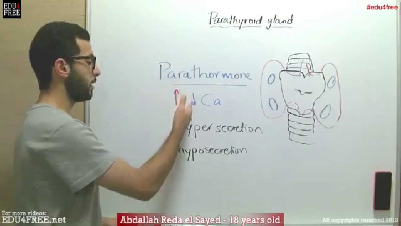 Parathyroid gland - Chapter 6 - Biology # - عبد الله رضا MD | Rocademia روكاديميا