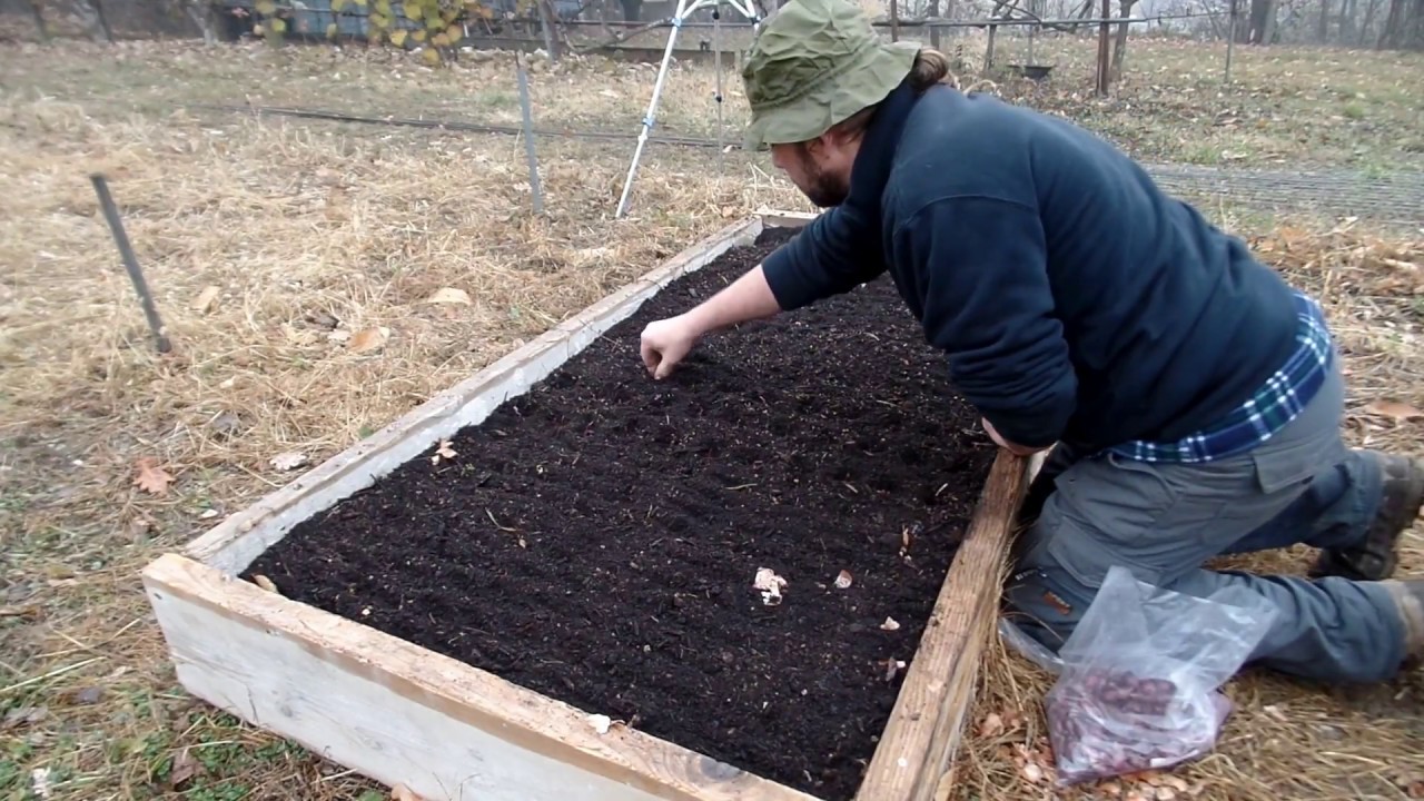 messa a dimora di scalogno e cipolle rosse in cassoni rialzati senza lavorazione NO-DIG solo compost