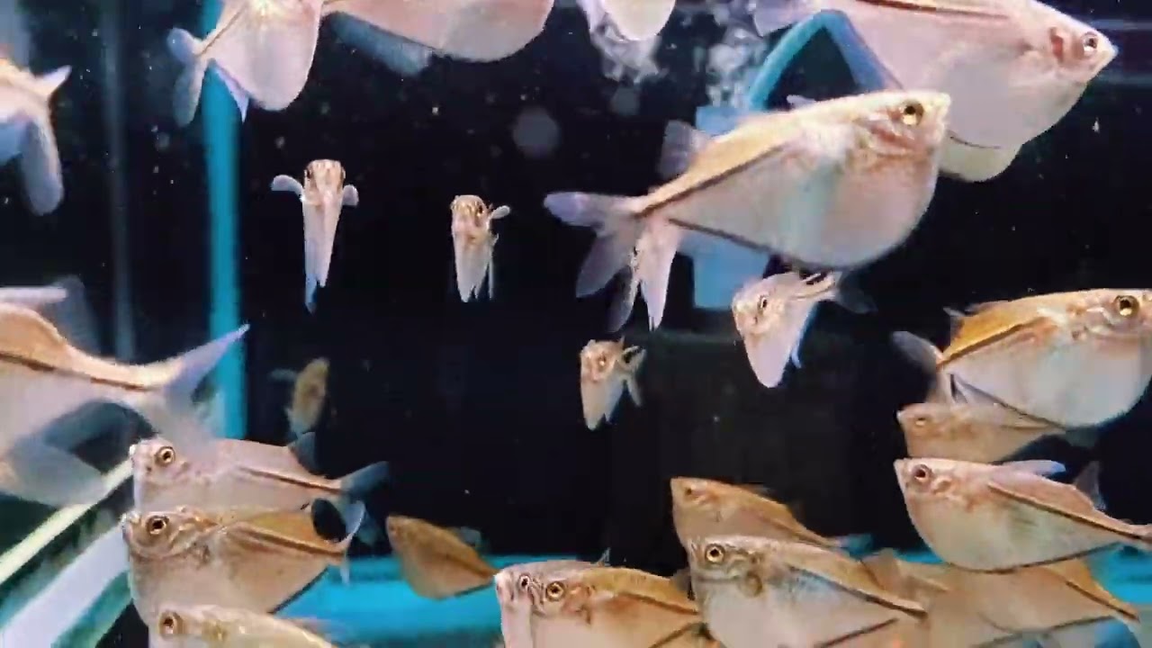 Gasteropelecus sternicla一線銀燕子..&hellip;...悠遊魚坊yoyofishroom