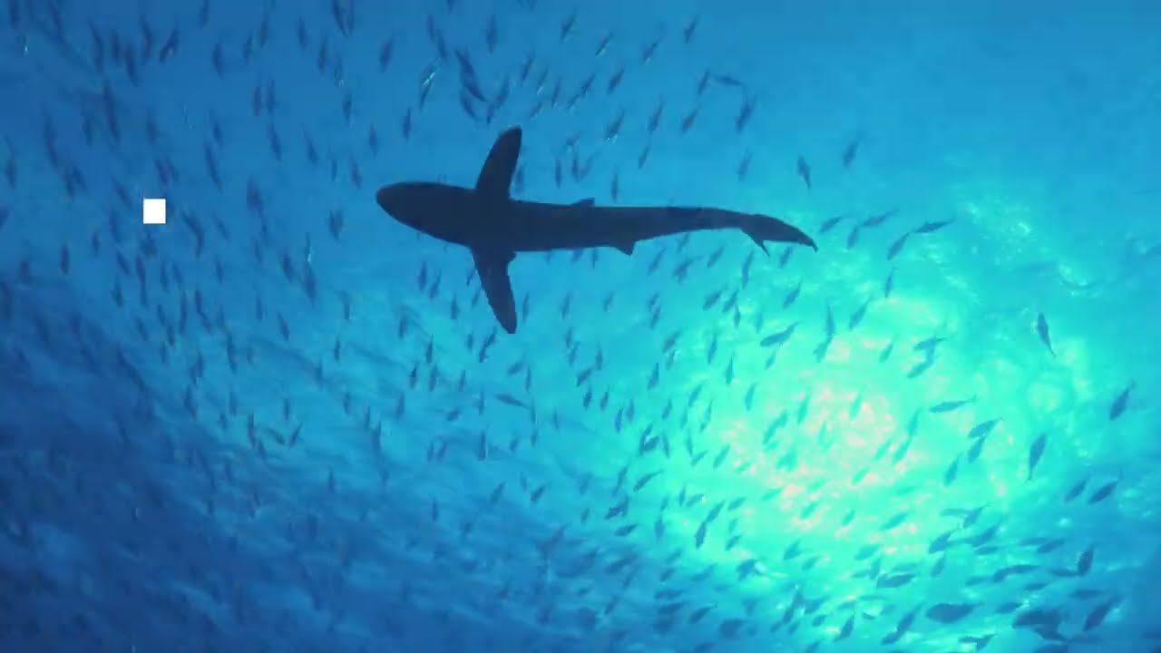 Charles Darwin Foundation| Silky Sharks.
