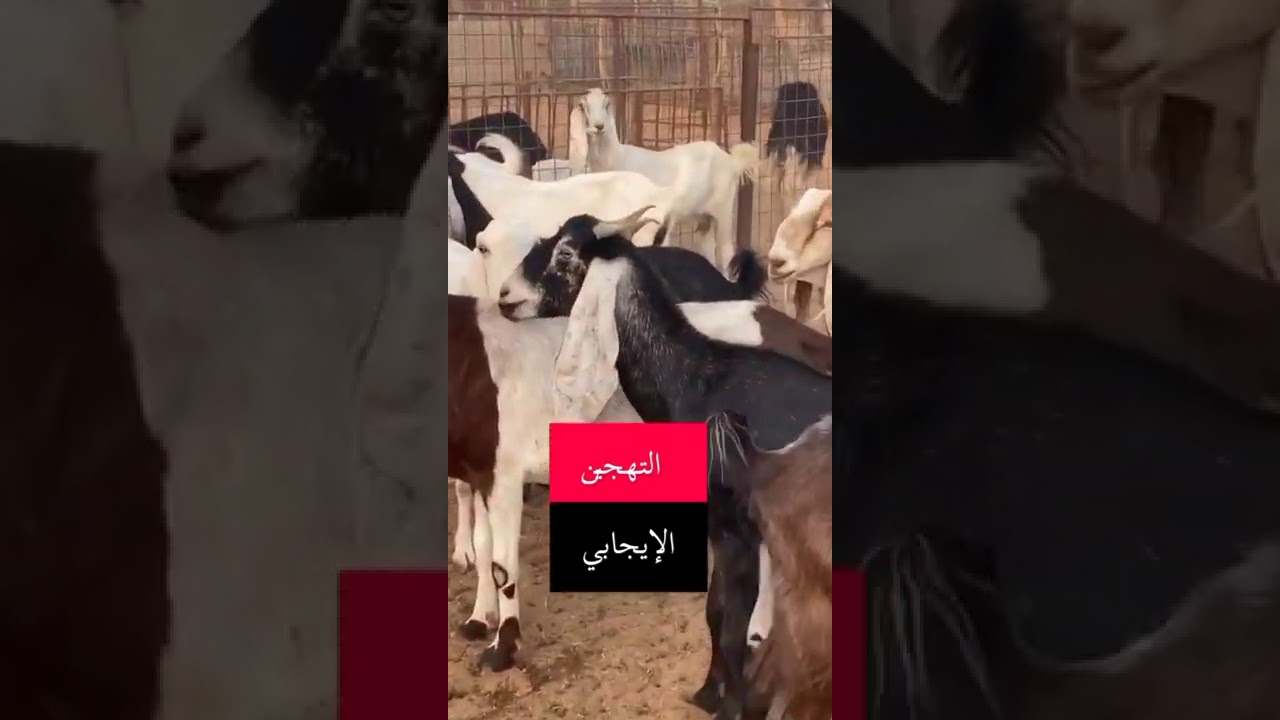 بعض سلالات الضأن والماعز المتنوعة مع المربي إبراهيم السلطان
