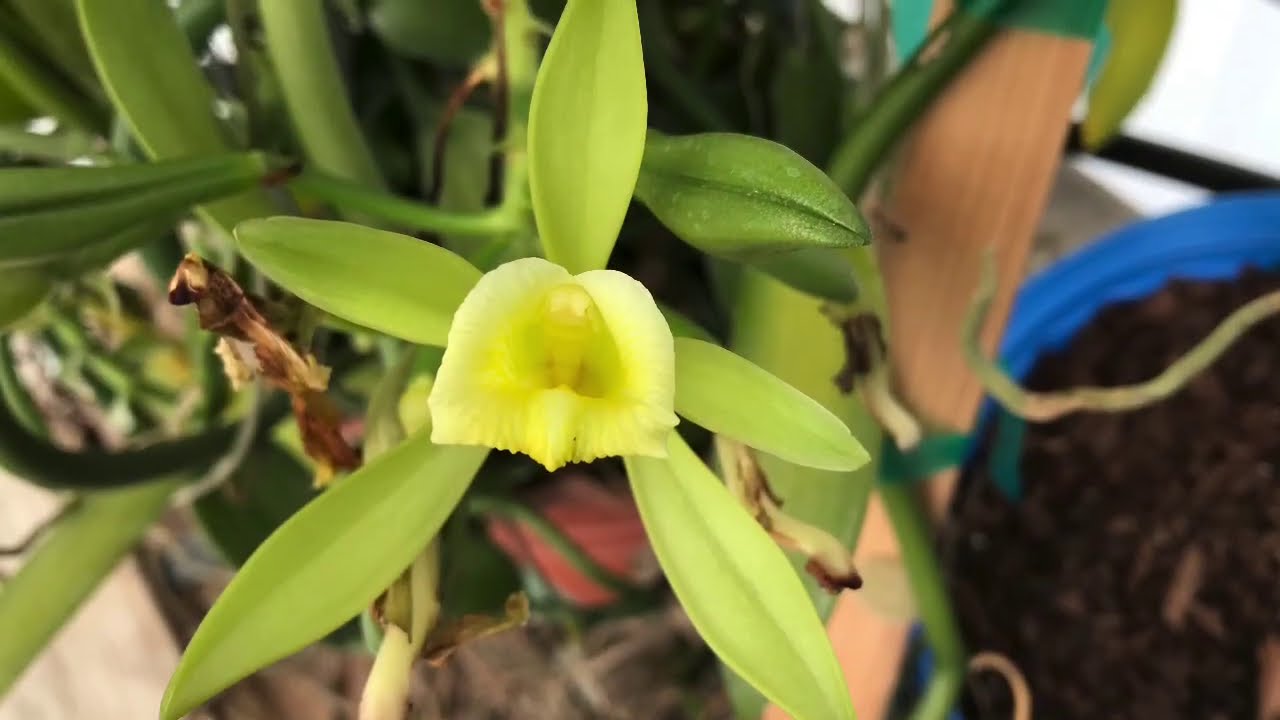Pollinating Vanilla planifolia by hand