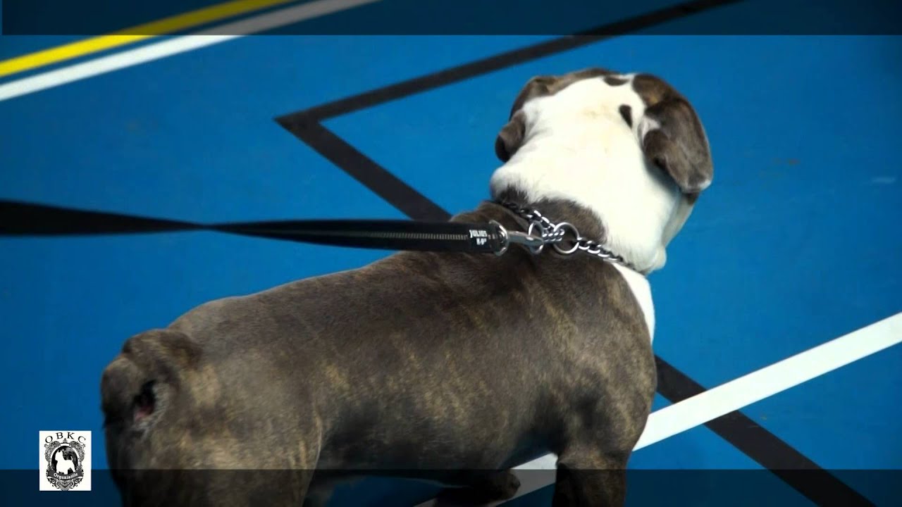 OBKC Hondenshow - 19 december 2015