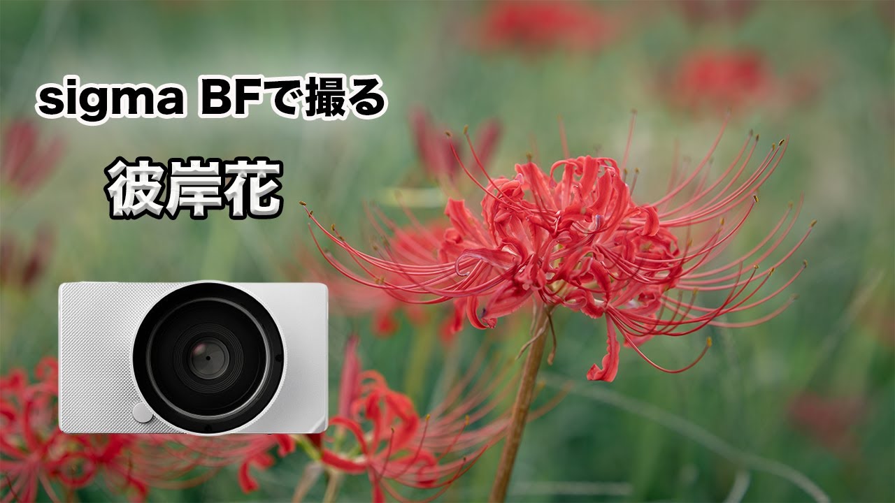 【sigma BF】と彼岸花を撮りに行ってみた！（後半はsigma BFの使用レビュー）