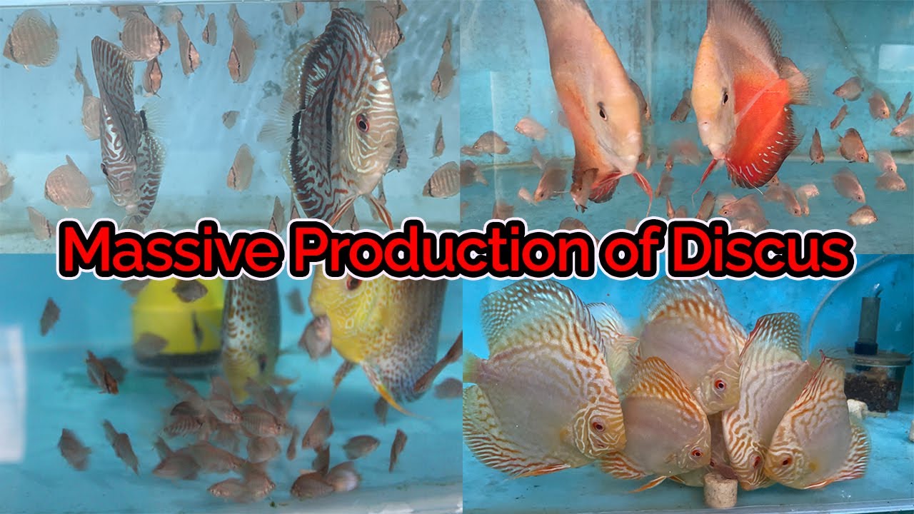 Massive Production of Discus Baby fish @ Mass PRO Discus farm.Sri Lanka.