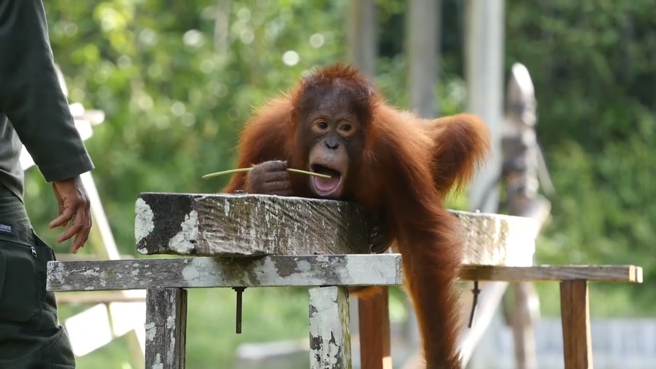 Borneo Orangutan Survival Foundation - Nyaru Menteng
