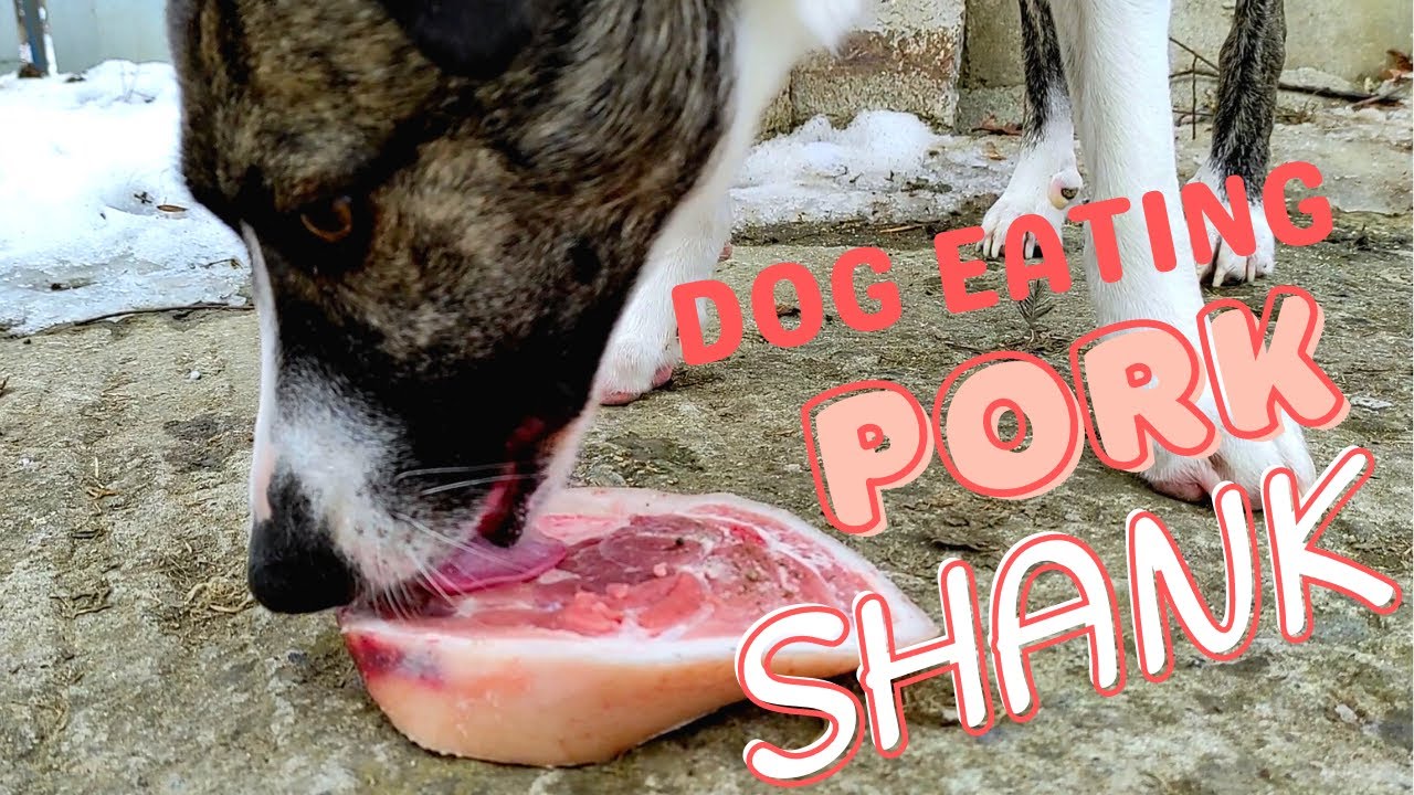 Dog chows down pork shank leaving only a tiny bone behind | Dog eating ASMR