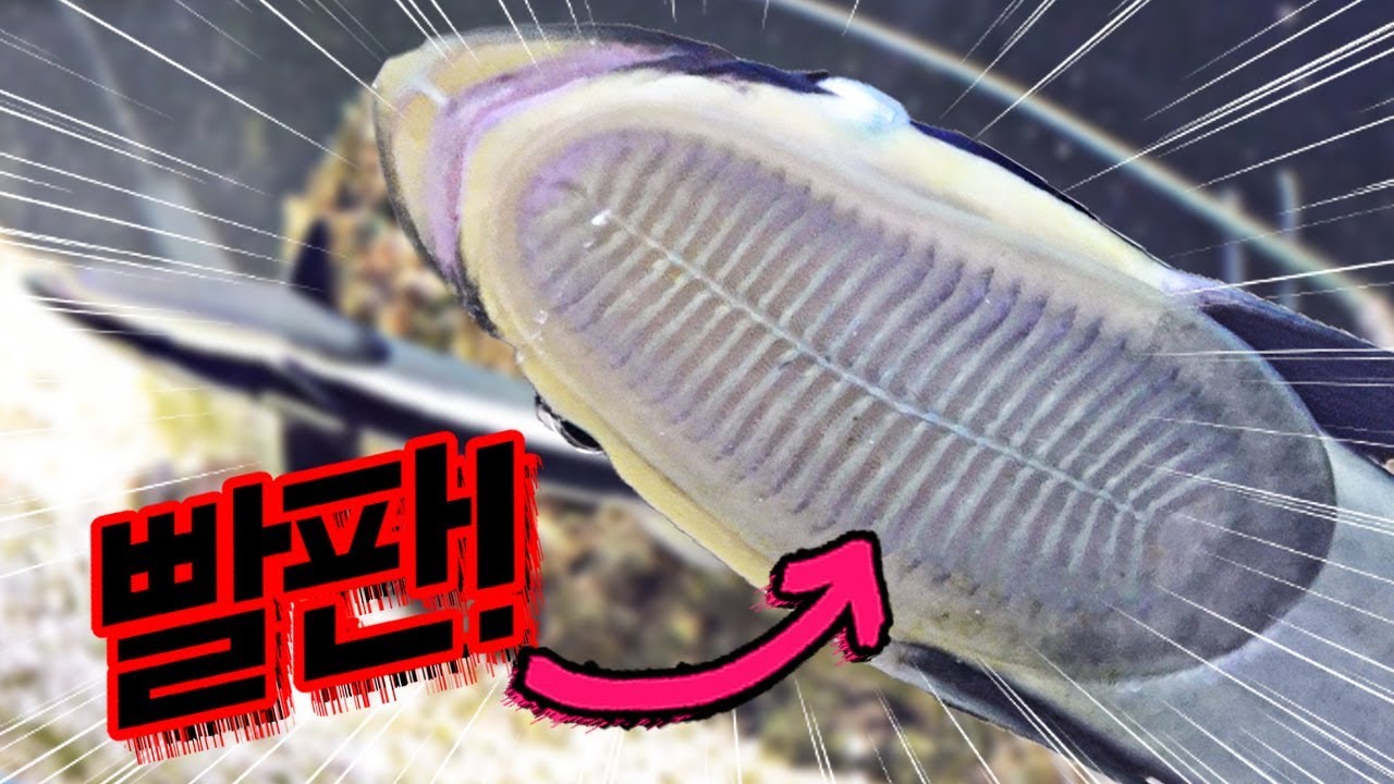 빨판상어 사육 도전! 빨래판을 가진 신비한 상어