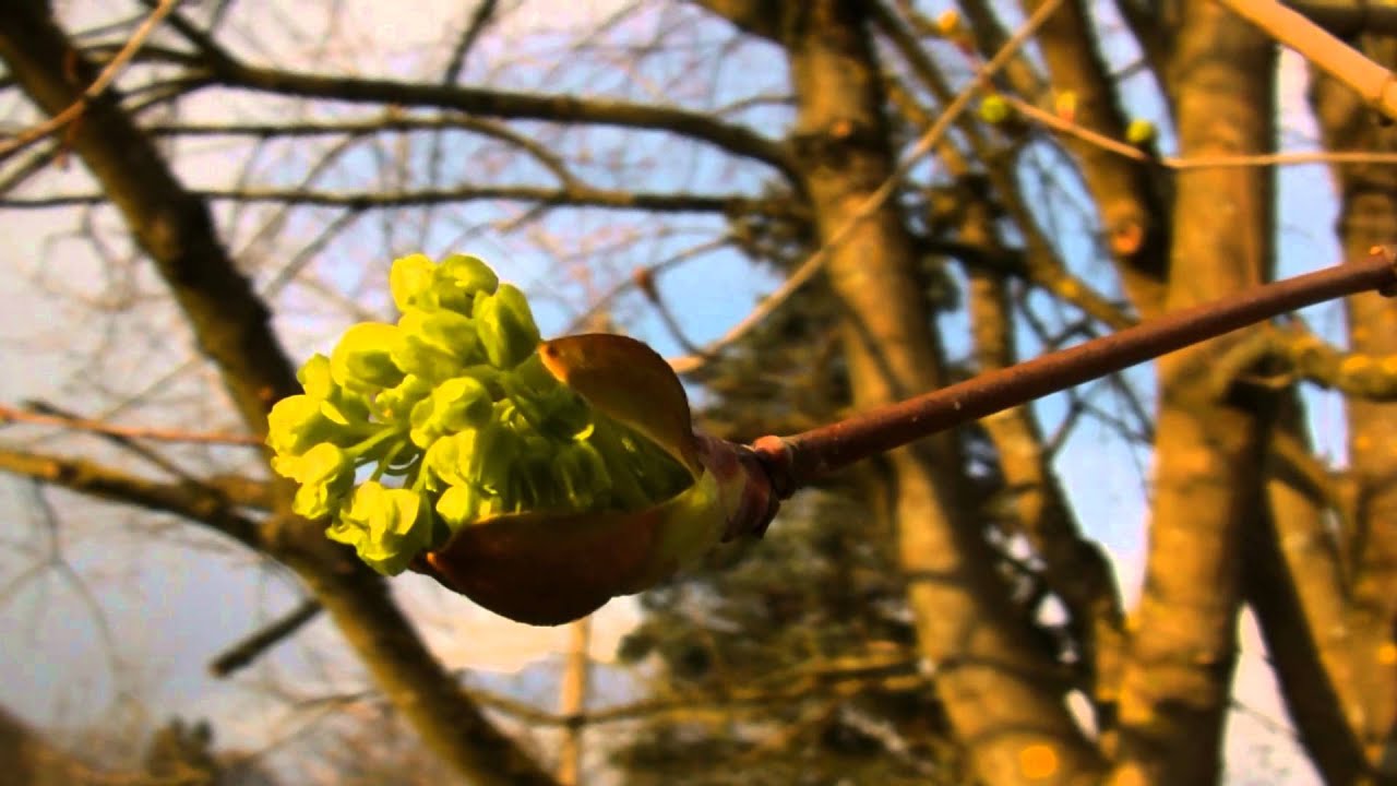 Test Canon HG21 Full HD 2014 +1080p