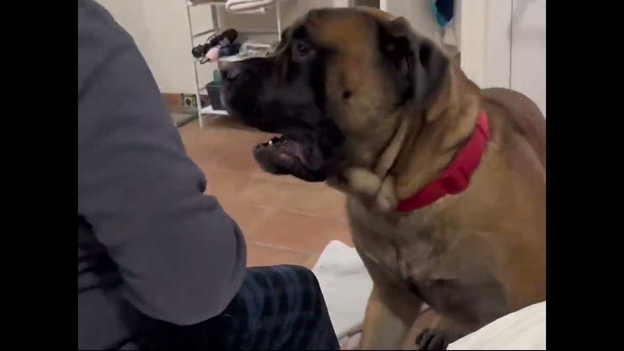 Im just a puppy at heart! #fyp #bowsersworld #dogfight #pov #dogs