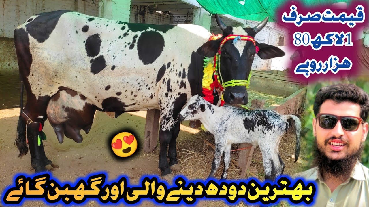 Milk Cow Mandi Peshawar Latest Updates 2023 | Best Sahiwal Dairy Cows For Sale | Izhar Ali Shah Vlog