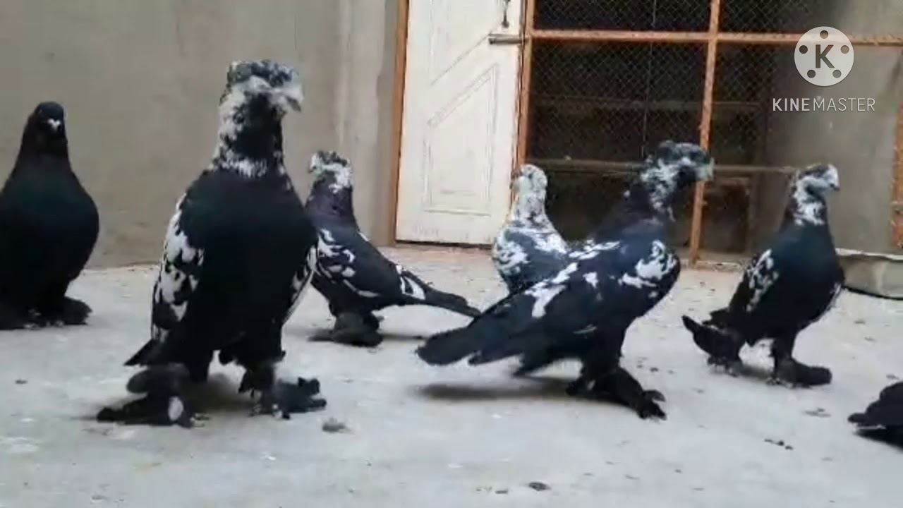 сачи, saach andijan pigeons