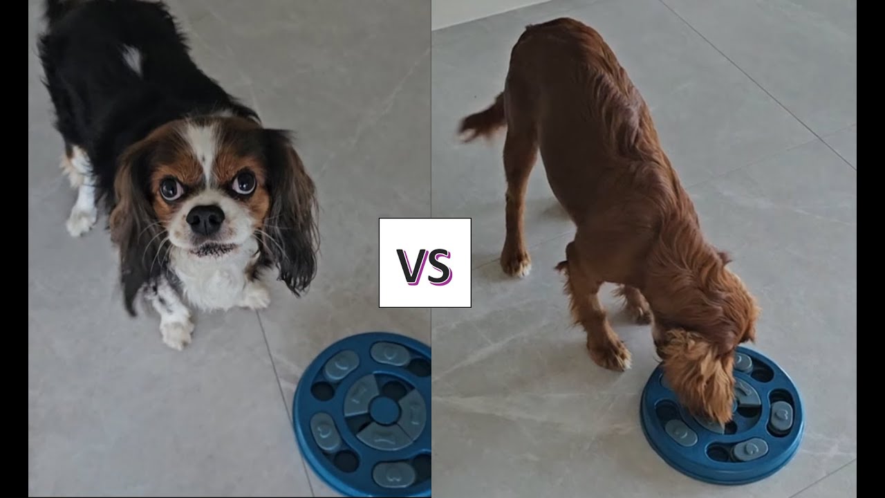 Puzzle Feeder Challenge: Clever Dog vs. Not-So-Clever Dog