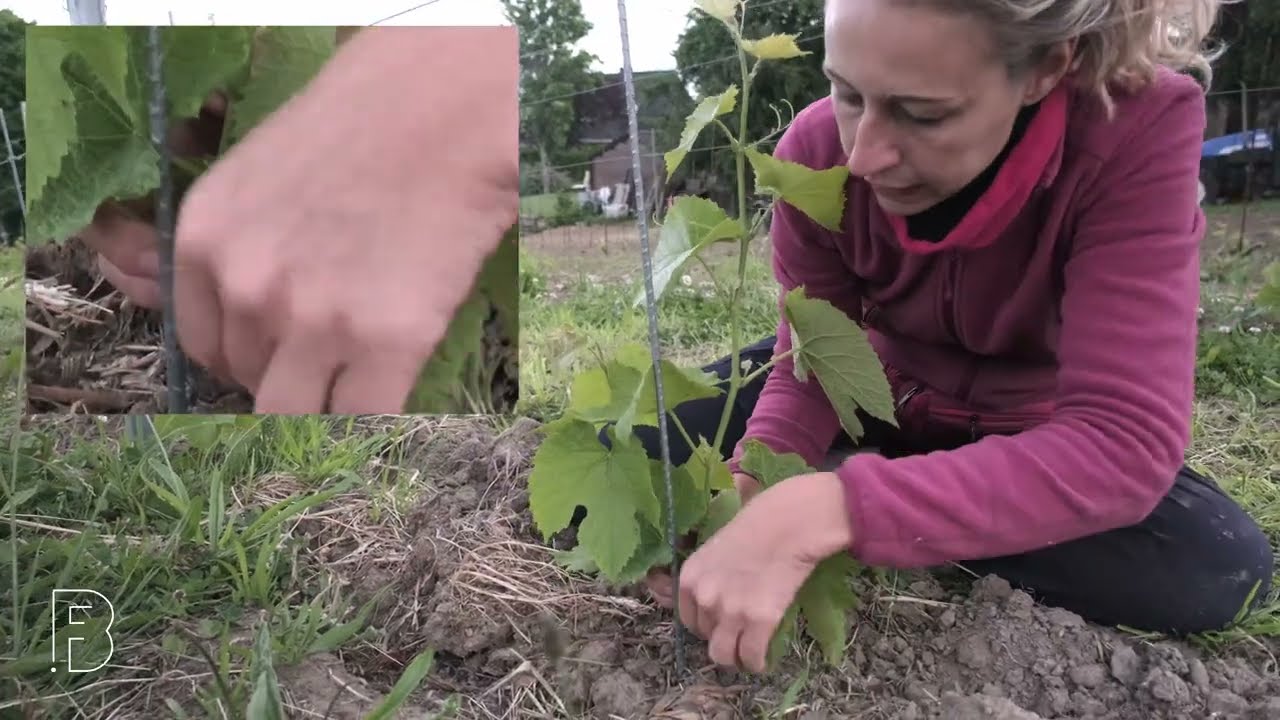 Comment ébourgeonner / épamprer une jeune vigne - formation de taille