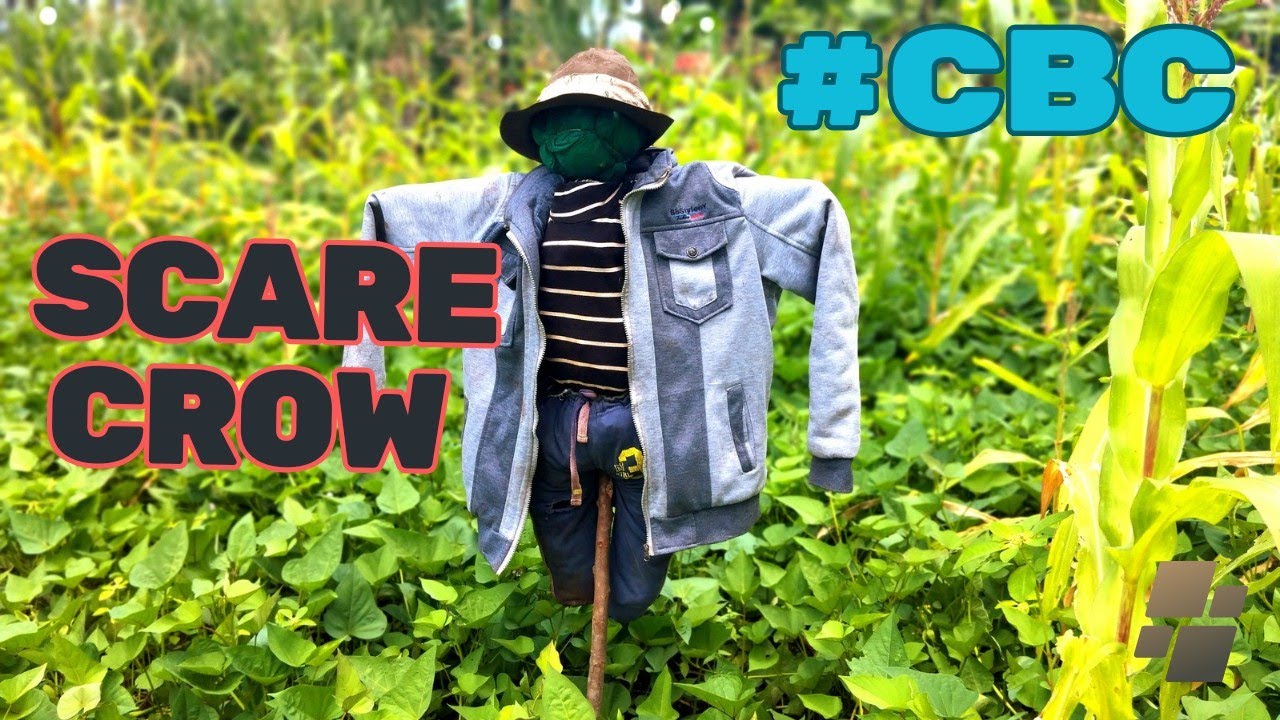 HOW TO MAKE A SCARECROW FOR A SCHOOL PROJECT USING LOCALLY AVAILABLE MATERIALS.(diy34)