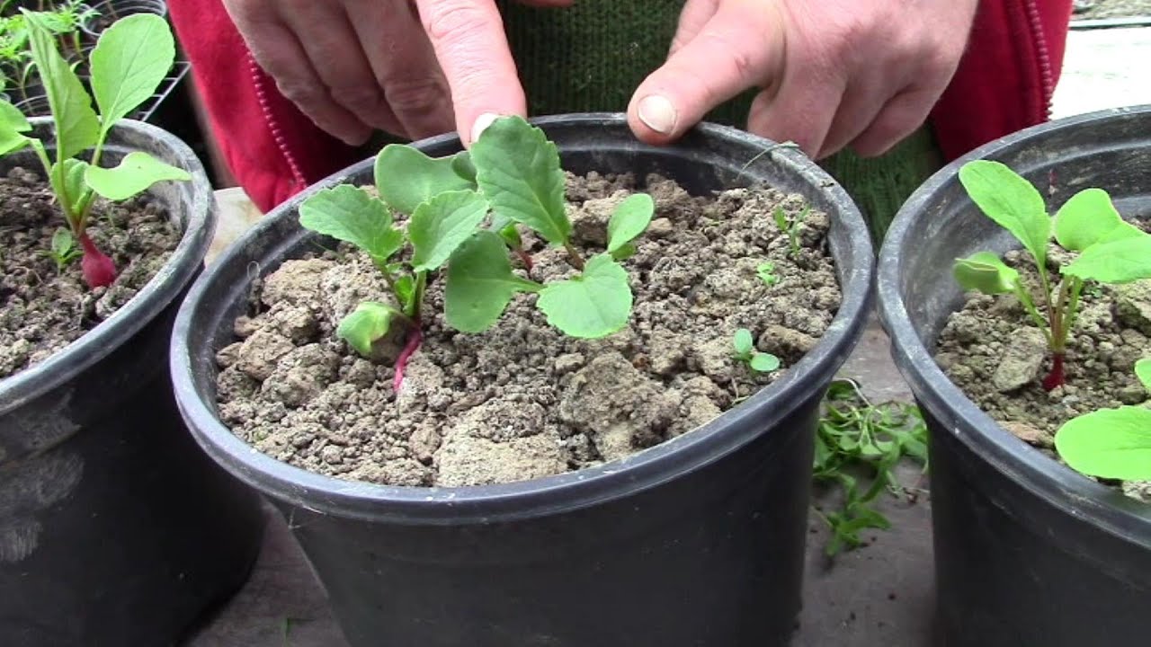 BioChar Pot Trials -- Interesting First Results..